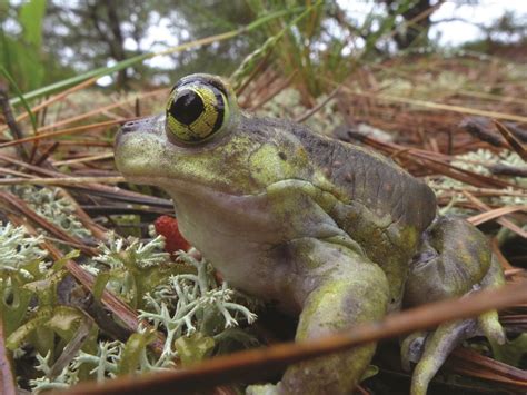 pick the frog.